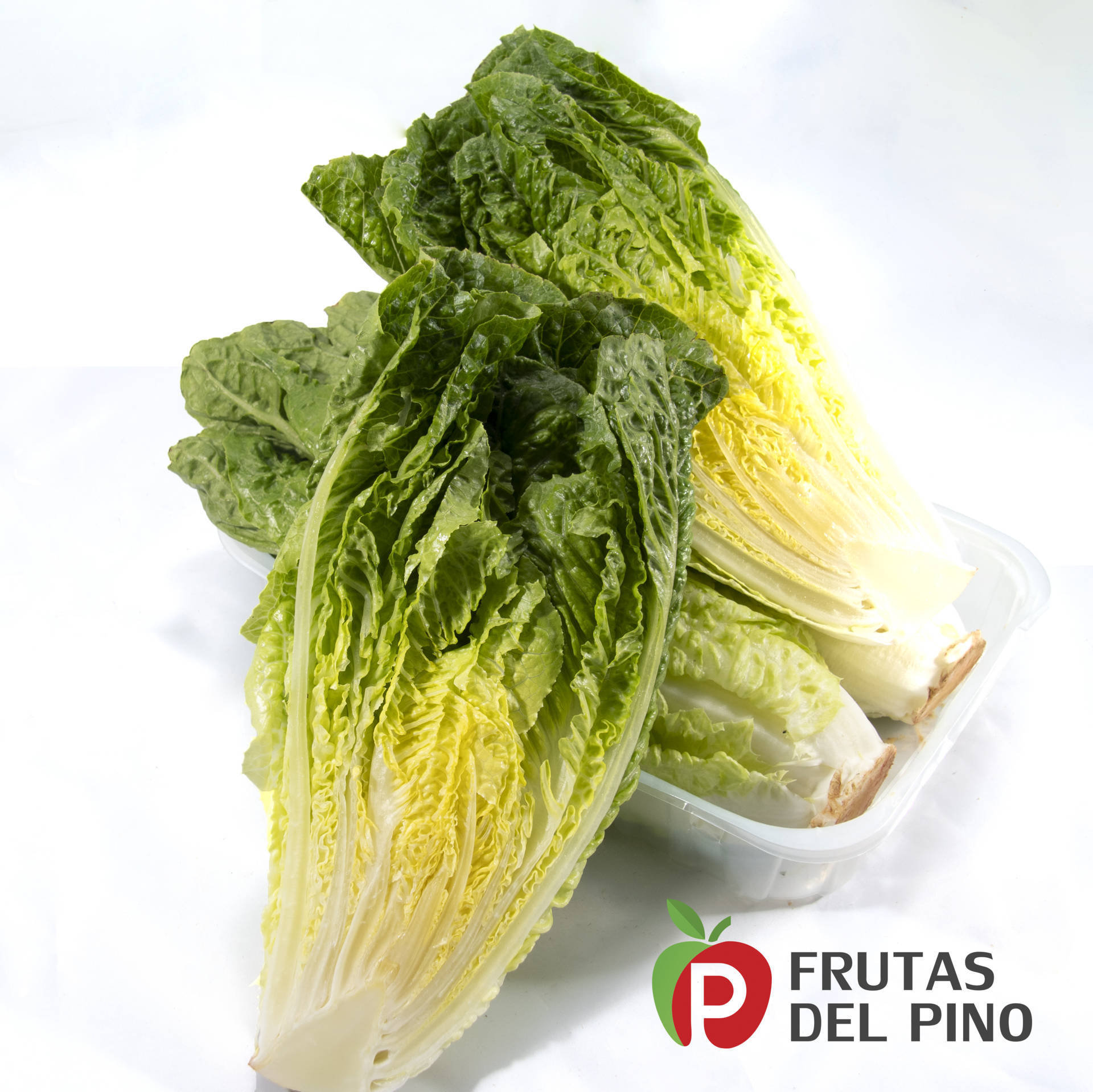 lechuga-cogollo-2 web