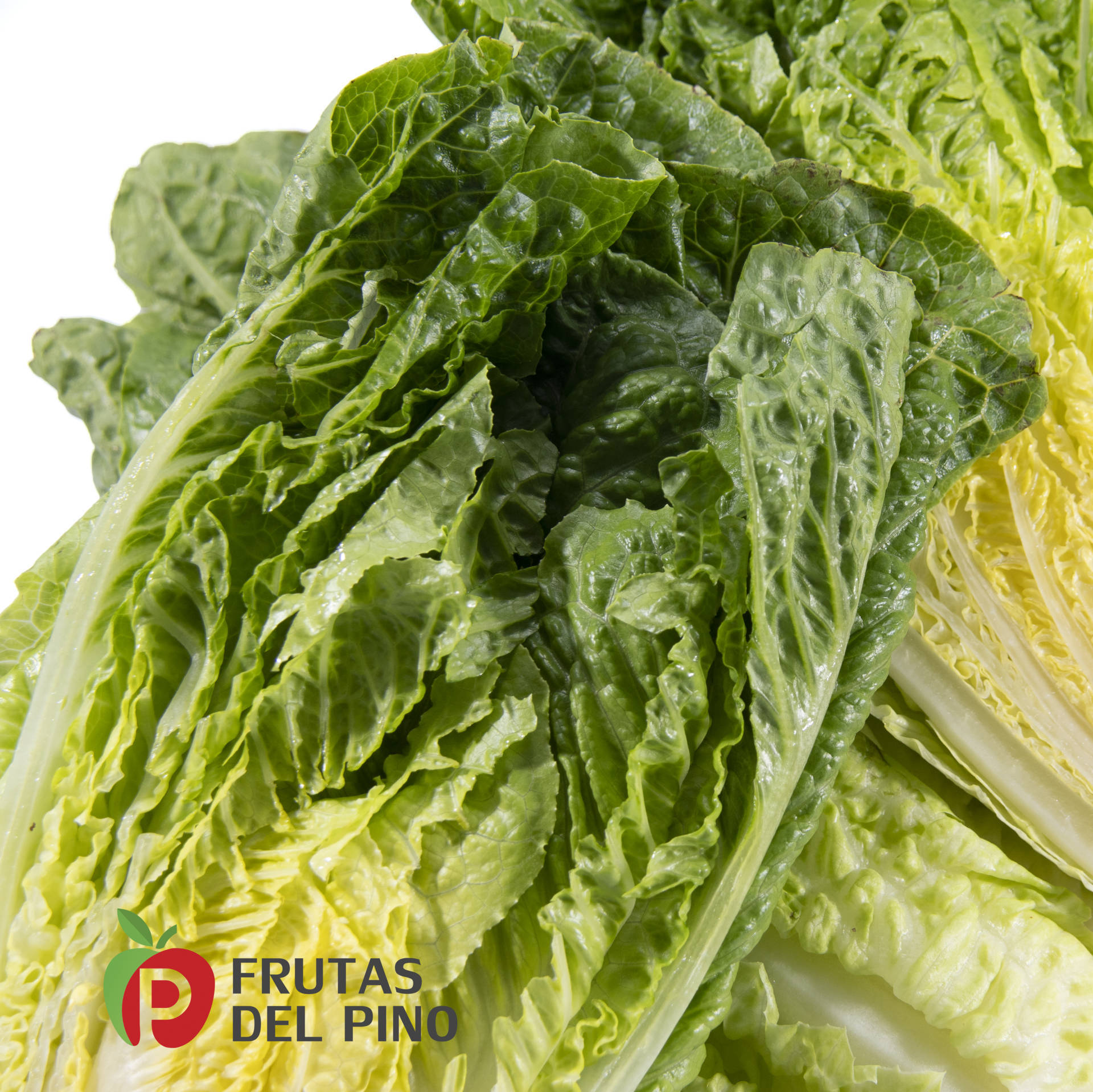 lechuga-cogollo-3 web